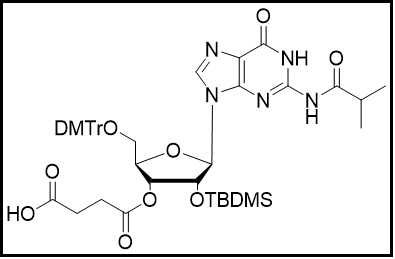 rG(ibu)-3'-succinate